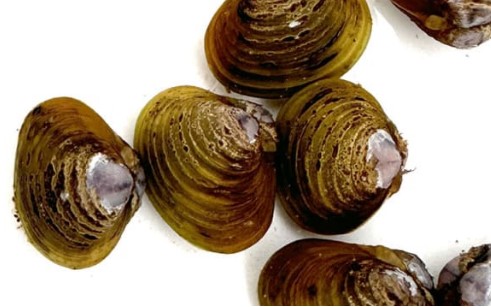 Freshwater gold (or Asian) clam, an aquatic pest