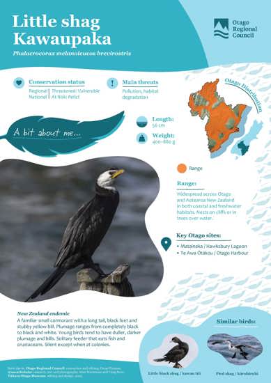 Little Shag Kawaupaka (1)