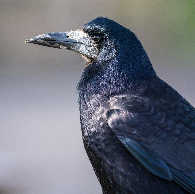 Waikato Regional Council hunting for rook sightings