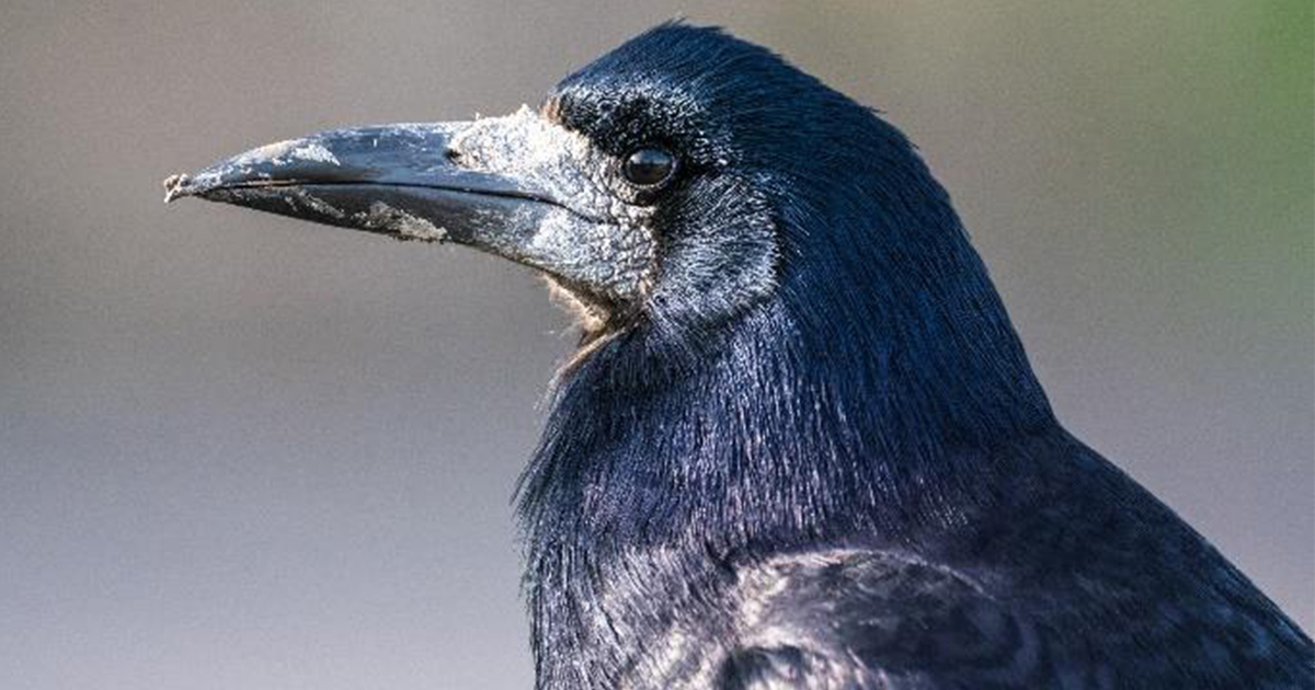 Rook  New Zealand Birds Online