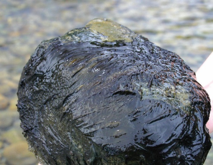 Toxic Algae On Rock