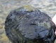 Toxic Algae On Rock