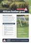 African Feather Grass R Pest Fact Sheets A4 Oct 2025 Cover Page 1