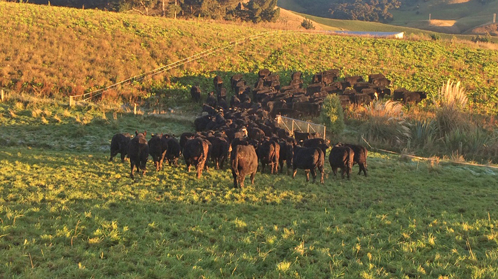 Iwg Cows In Paddock