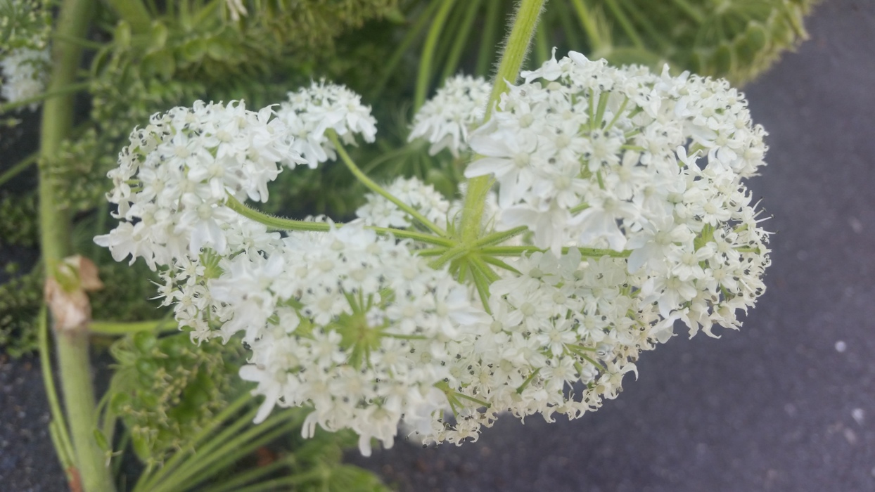 Are these pest plants lurking in your backyard?