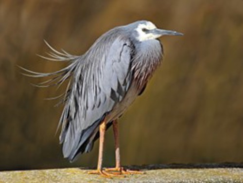 Matuku Moana White Faced Heron. Photo Colin Trainor
