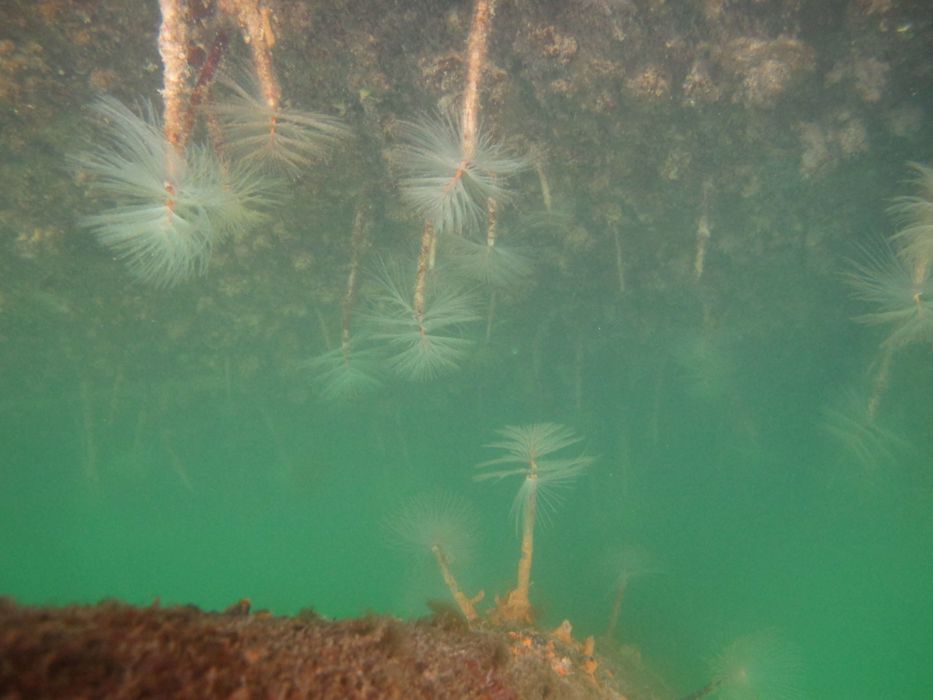 an underwater photo showing many fanworms growing under the water