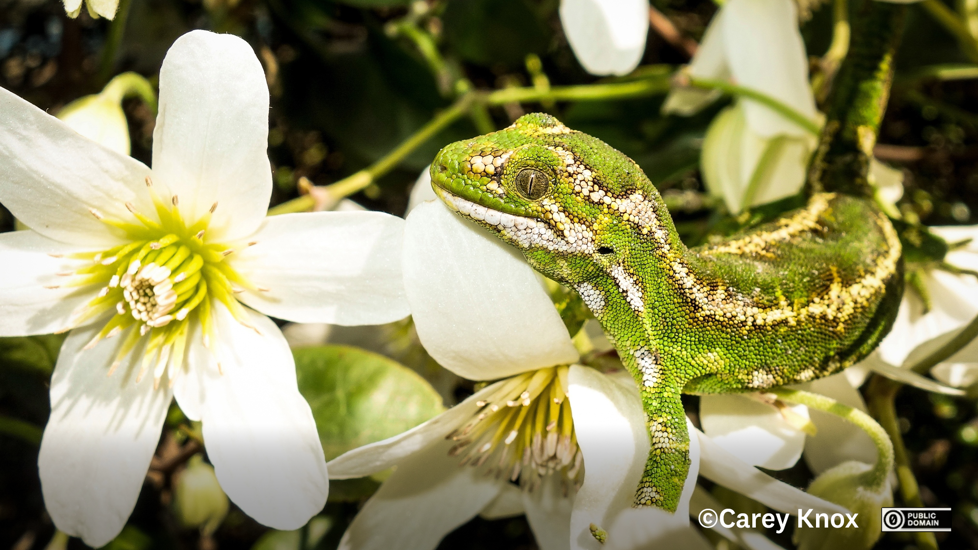 Jewelled Gecko (Naultinus Gemmeus). Photo Carey Knox (CC0)