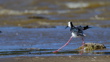 A Pied Stilt Or White Headed Stilt (Himantopus Leucocephalus) Is Moving In The Strong Wind, At Tomahawk Lagoon Adobestock 572269368