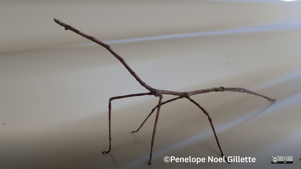 Stick Insect Argosarchus Horridus Penelope Noel Gillette CC BY NC 4.0