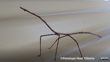 Stick Insect Argosarchus Horridus Penelope Noel Gillette CC BY NC 4.0