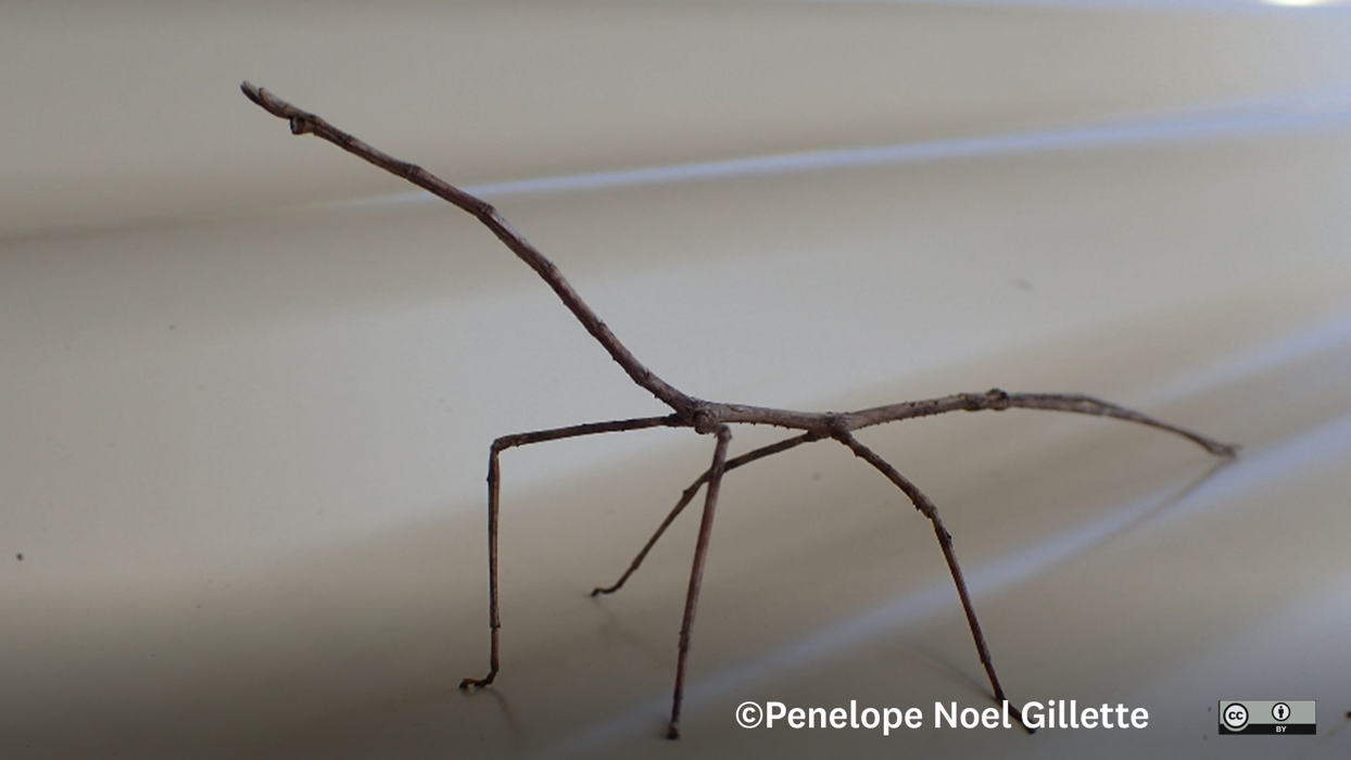 Stick Insects in Otago