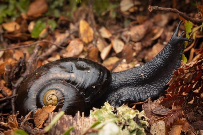 a dark brown snail on the ground surrounded by brown leaves