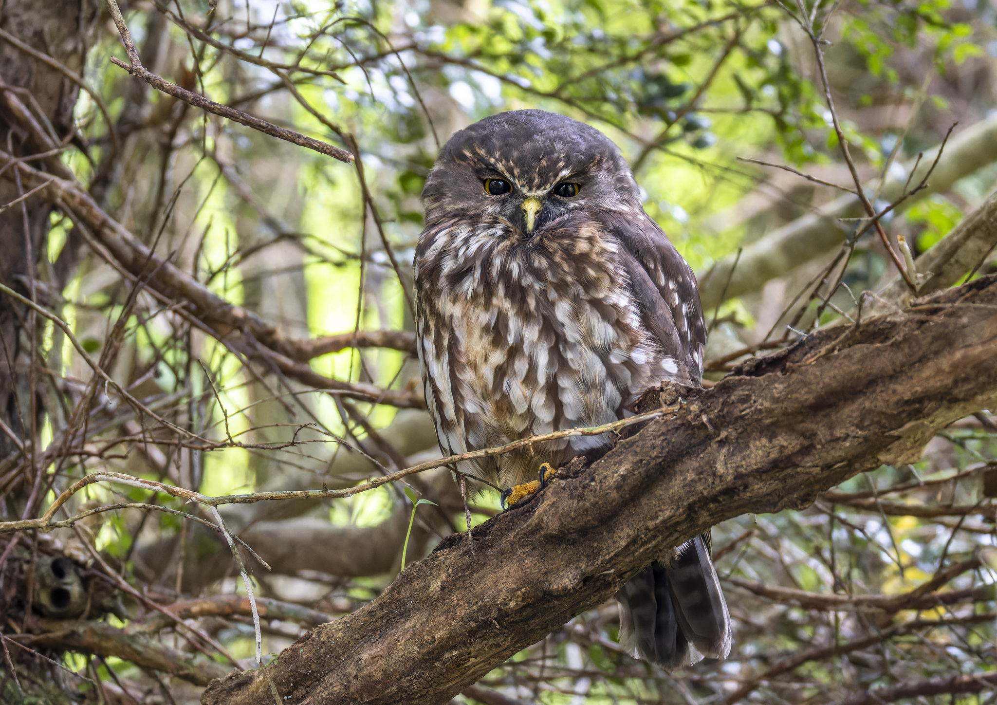a brown ruru/morepork sitting on a large branch in a forest area and looking towards the camera