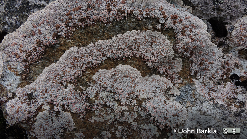 Placopsis Rhodophthalma Photo John Barkla Some Rights Reserved (CC BY)
