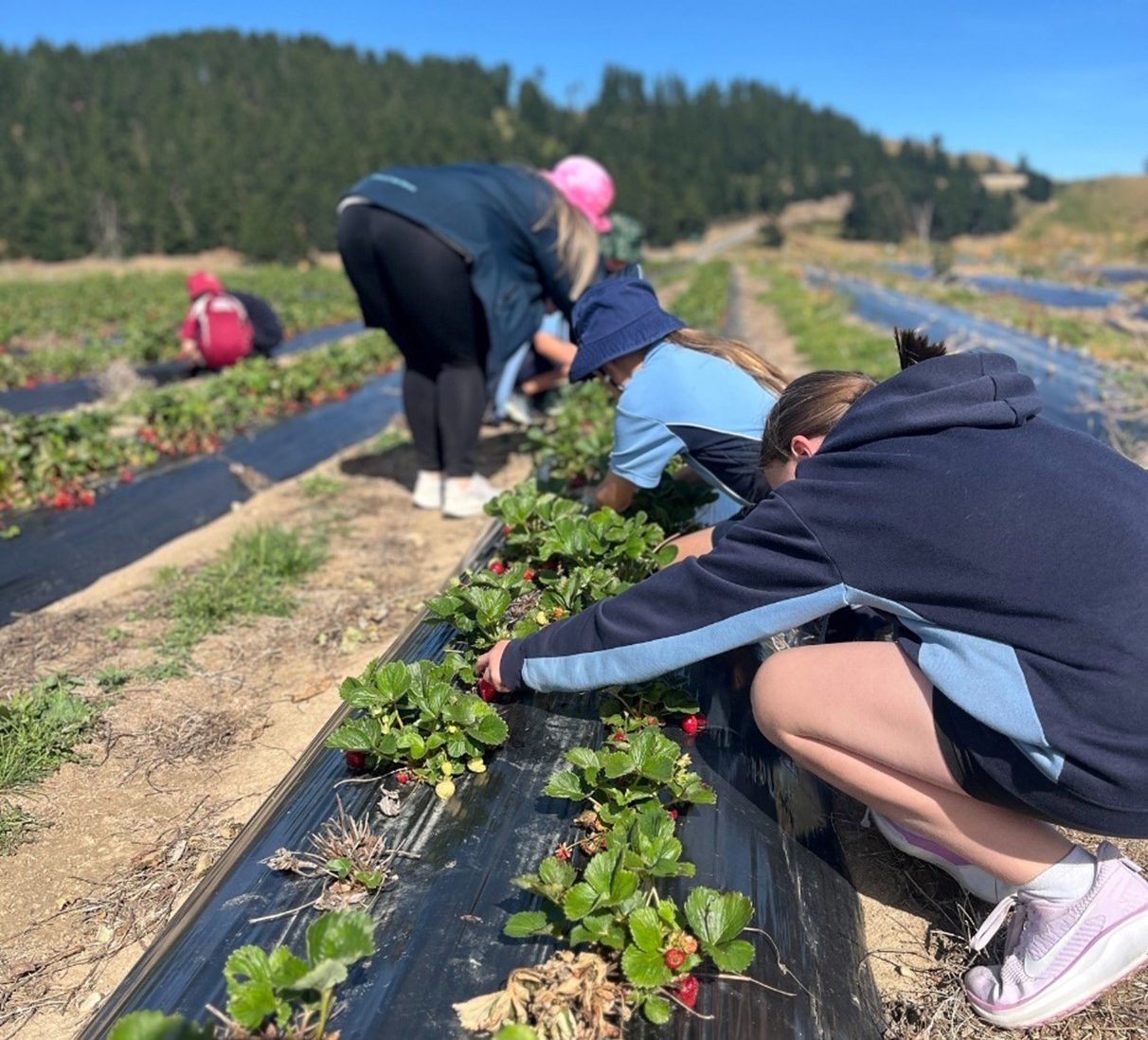 school students in blue uniforms bending down to pick strawberries in a field