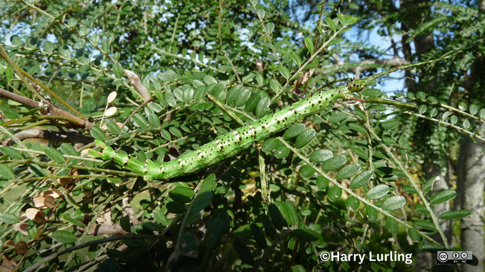 Prickly Stick Insect (Acanthoxyla Geisovii) Harrylurling CC BY ND