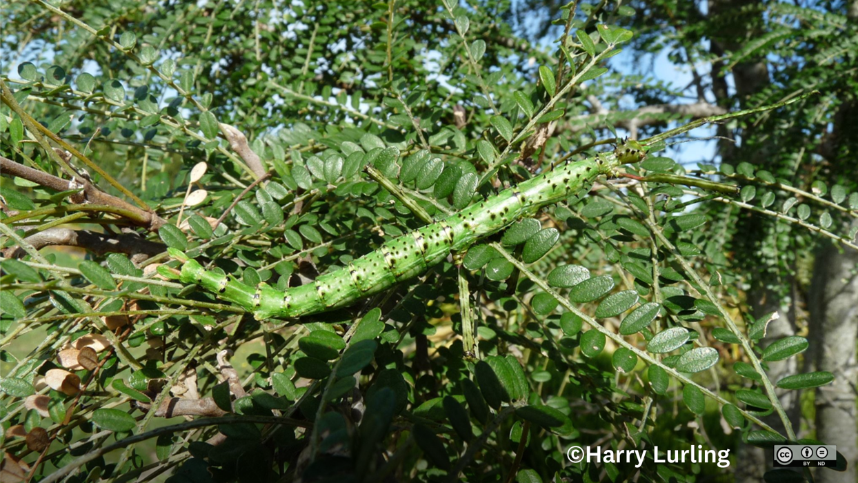 Harry Insects Stick Insects in Otago