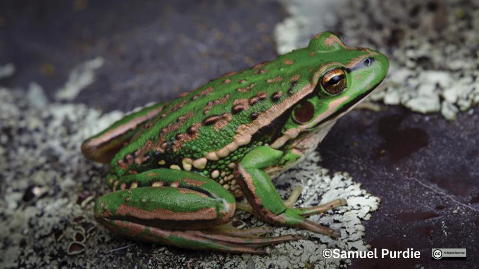 Southern Tree Frog Ranoidea Raniformis Regionally Introduced And Naturalised Photograph By Samuel Purdie