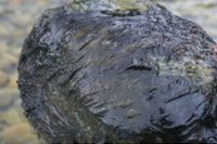 Mat forming toxic algae (cyanobacteria)