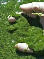 Toxic algae