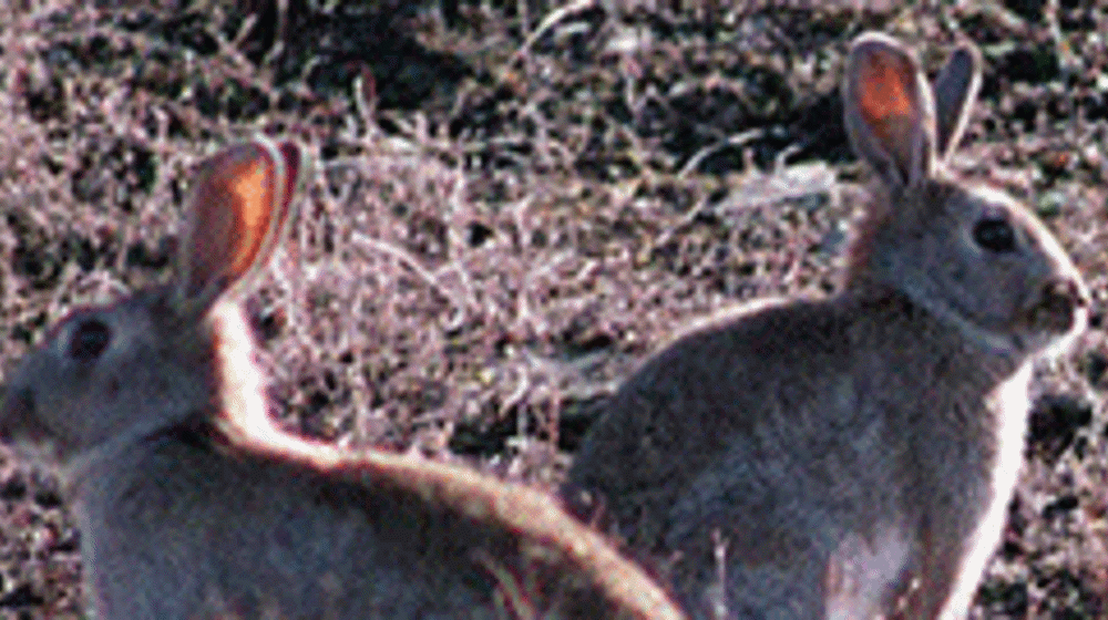 Rabbit.gif