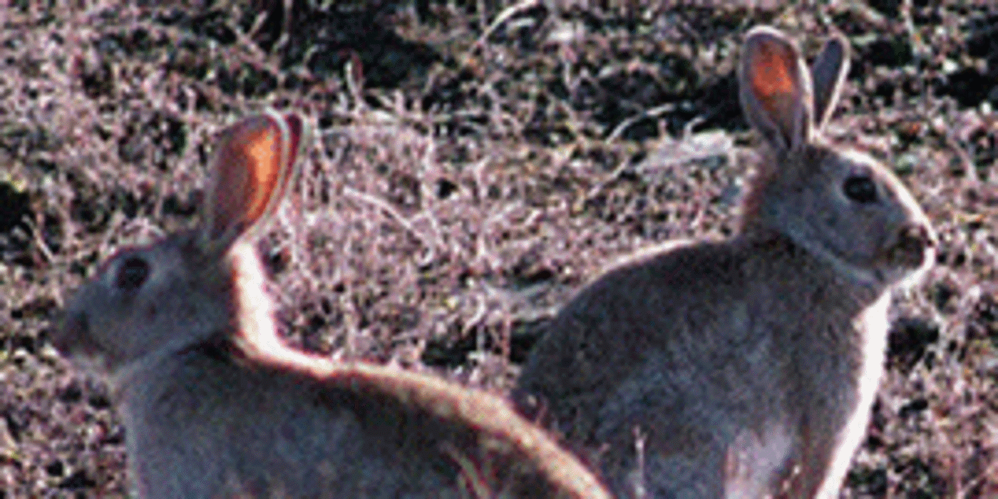 Rabbits | Otago Regional Council