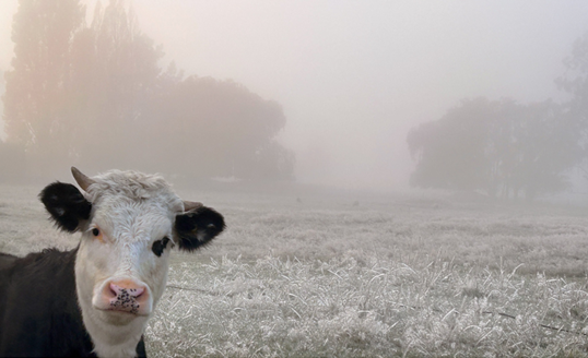 a black and white cow in a paddock looking into the camera