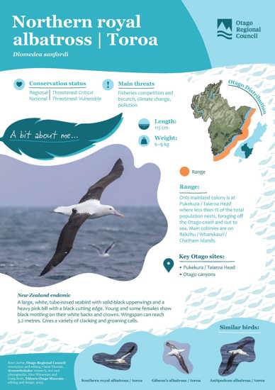 Northern Royal Albatross (1)