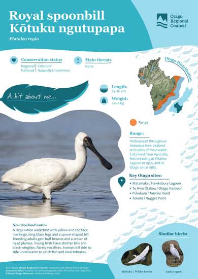 Royal Spoonbill Kōtuku Ngutupapa (1)