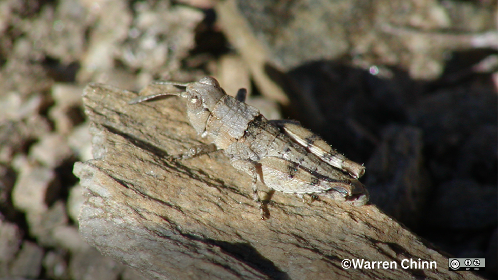 Grasshopper Sigaus Childi Warren Chinn CC BY NC