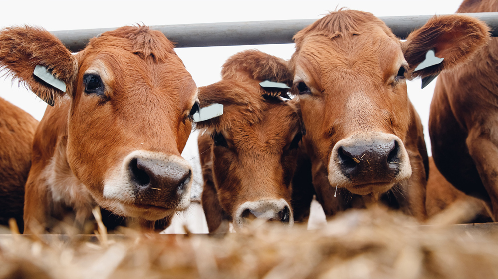 Dairyeffluentcow4 1200