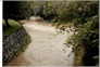 25 Feb 1986. Water Of Leith Lindsay Creek. 1.00 Pm