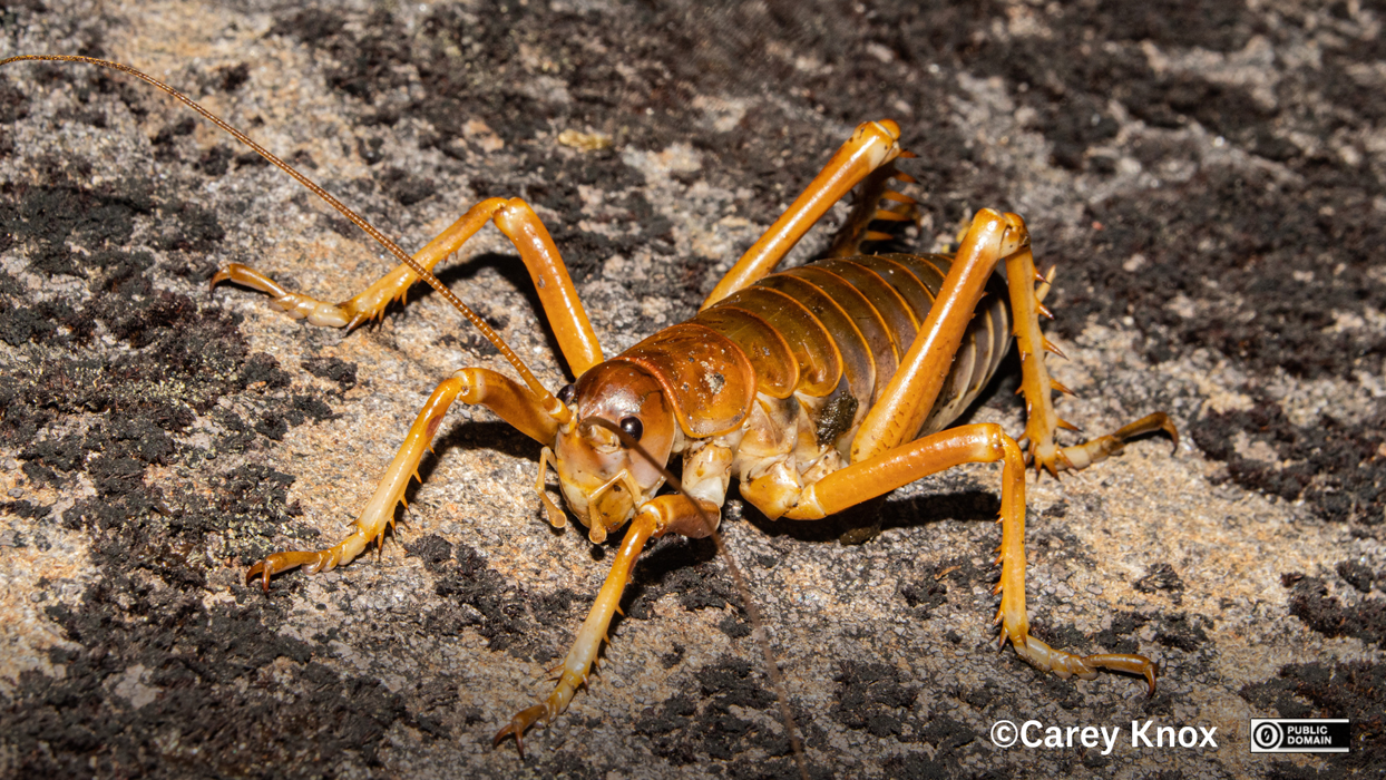 Wētā, cave wētā, crickets and grasshoppers