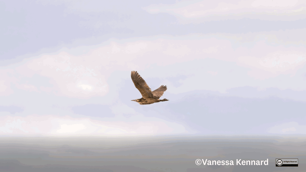 Matuku Hūrepo (Australian Bittern) 2. Credit Vanessa Kennard