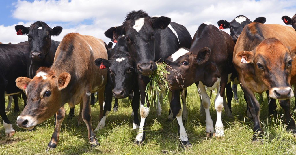 Dairy Cows On A Farm 1200 X 630  AdobeStock_104650667
