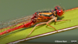 Red Damselfly Steve Kerr CC 4