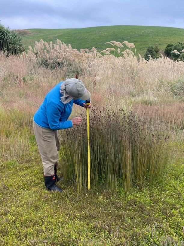 a person standing in a field with a measuring tape, measuring the height of oioi