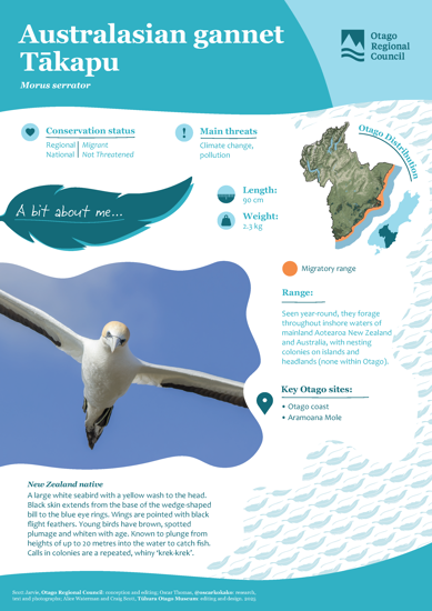 Australasian Gannet Tākapu Thumbnail