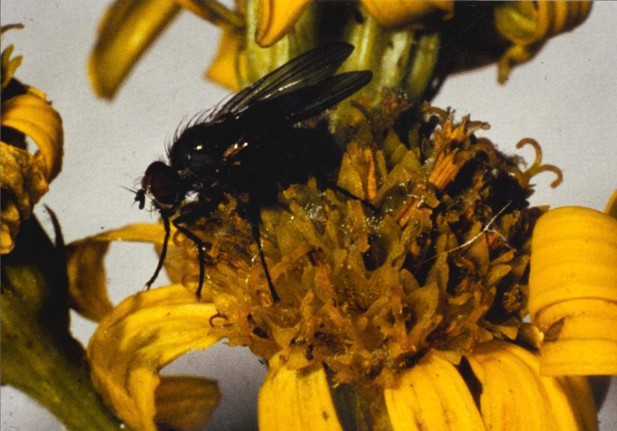 Ragwort seed fly