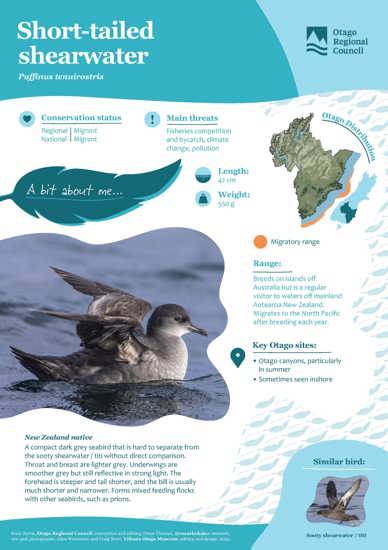 Short Tailed Shearwater (1)