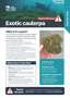 Exotic Caulerpa R Pest Fact Sheets A4 Oct 2025 Cover Page 1