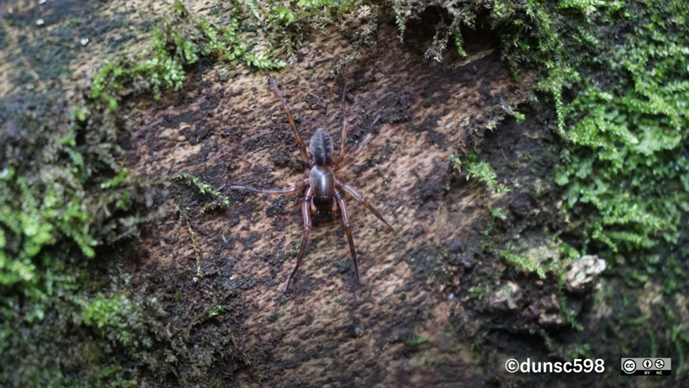 Mamoea Rufa Photo 428865552, (C) Dunsc598, Some Rights Reserved (CC BY NC) Inaturalist