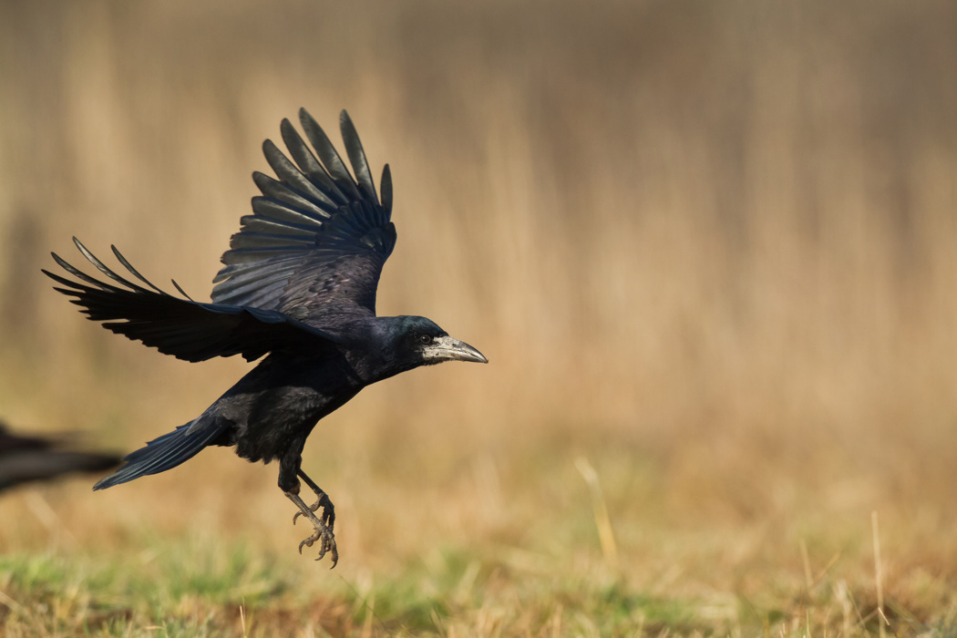 Beautiful Rooks Rooks | Otago Regional Council