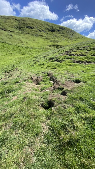 Damage From Rabbits On Farm IIMG E5528