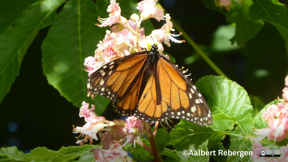 Danaus Plexippus. Photo Aalbert Rebergen CC BY 4.0