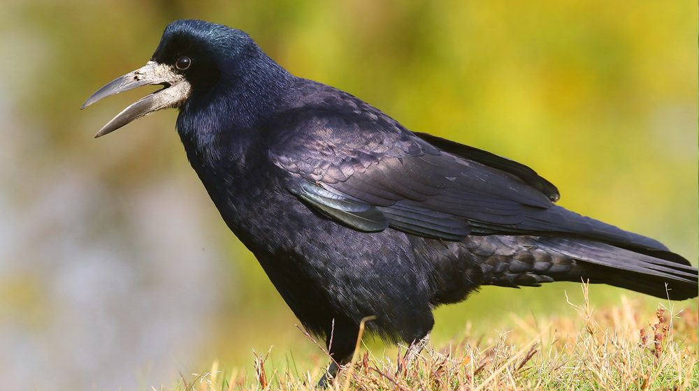Real Rook Rooks | Otago Regional Council