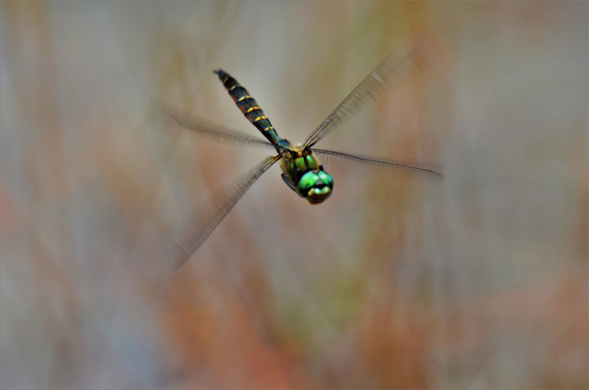 a colourful green insect flying