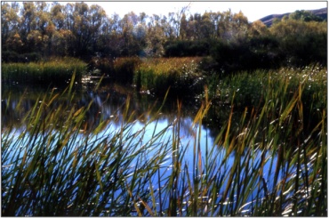 Bendigo Wetland (2002)