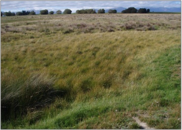 Transition from pasture through a gully swamp dominated by Carex diandra and jointed rush, to raised, spring-fed mounds with Schoenus pauciflorus, Cross Eden Creek Marsh Complex (March 2011)